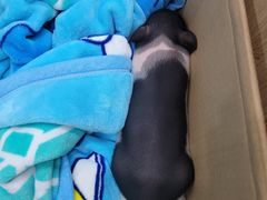 -瑞派名望24h动物医院异宠专科·猫专科·骨科·重症监护分院