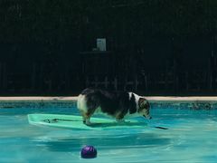 -汪说喵讲宠物乐园宠物酒店(红星美凯龙店)