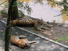 -大连森林动物园