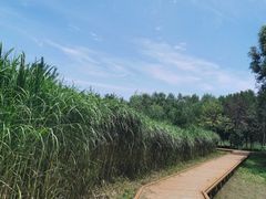 -东郊湿地公园