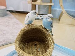 -喵宠乐园·撸猫互动·猫舍