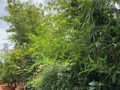 -小茶闲舍·观景商务茶馆(广州塔店)