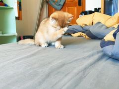 -喵百万·布偶·蓝金金渐层英短·猫舍(百子湾店)
