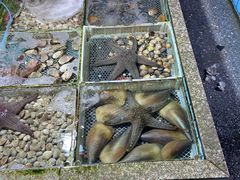 水产区-霞涌市场海鲜摆卖区