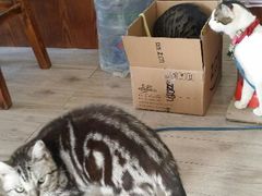 android_upload_pic-海边的猫和咖啡馆