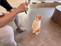 -飞行喵MR PILOT|猫舍·猫咖(静安大融城店)