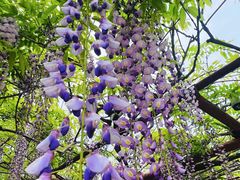 -嘉定紫藤园