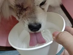 -谐和贝康宠物医院24小时·宠保定点(急重症转诊中心)