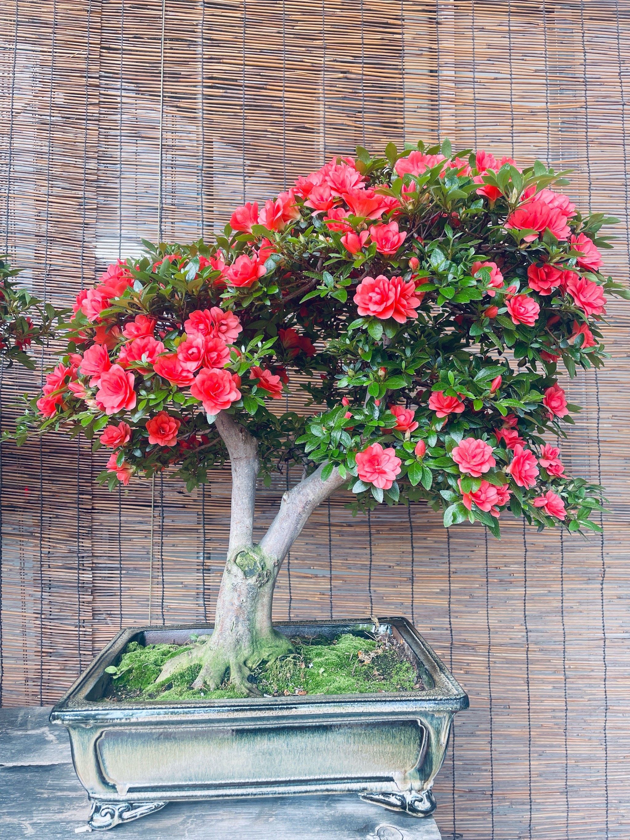 简直美翻天啦,皋月杜鹃花,菊姬