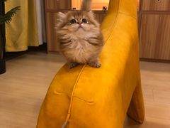 -猫十亿·布偶金渐层·曼基康矮脚猫舍(青年路店)