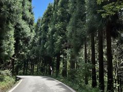 -武陵山森林公园