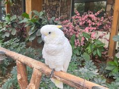 -南宫五洲植物乐园