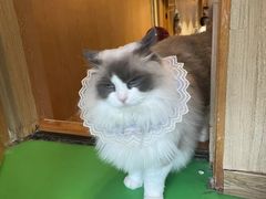 -MOCHA明星猫咖(田子坊店)
