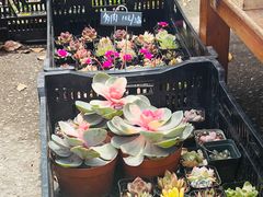 -上海鲜花港
