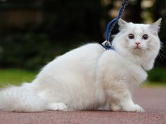 -Bastet sally猫舍购宠(静安店)