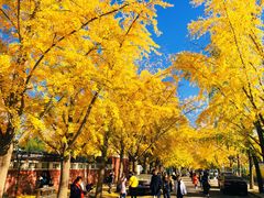 -三里屯东五街银杏大道