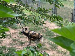 -大连森林动物园