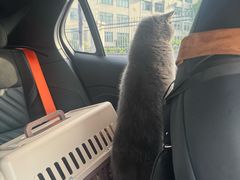 -四月宠物医院·猫专科·心脏专科·内科(转塘店)