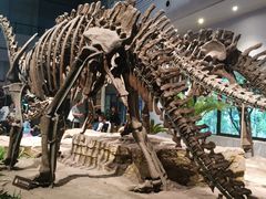 -自贡恐龙博物馆