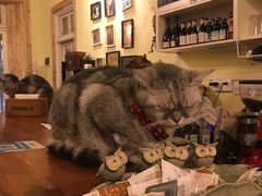 -猫色咖啡·猫咖