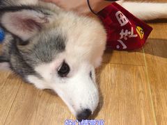 -Husky Go! 哈士奇体验馆·宠物咖啡厅狗咖