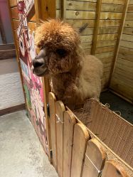 -造物庄园 萌宠纪(苏州湾歌林公园店)