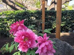 -鹤冈八幡宫