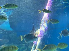 -海合安武汉极地海洋公园
