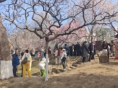 -桃花堤公园