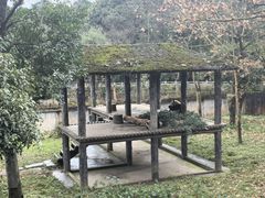 -中国大熊猫保护研究中心雅安碧峰峡基地