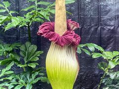 -北京植物园-展览温室