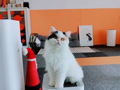 -米宠家·撸猫猫咖小萌宠·猫咪洗澡·猫咪寄养(高新大都荟店)