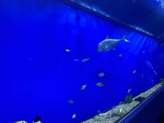 -大阪海游馆
