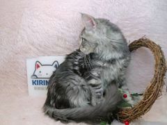 -十年猫舍·猫咪专门店(普陀店)