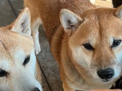 -柴犬高等学院·狗咖·柴犬售卖·宠物训练