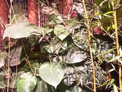 -正佳雨林生态植物园
