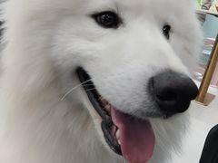 -安格丽娜·狗咖·猫咖羊驼咖(春熙路百盛商场店)
