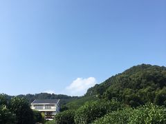 -龙井村