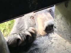 -黑瞎子岛探秘野熊园