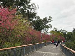 -金鸡山公园