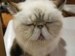 -喵园·猫主题咖啡厅·撸猫·猫咖(国贸店)