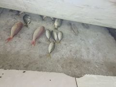 -龙记园海鲜坊(免税城店)