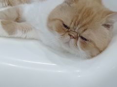 -糯米喵星人·撸猫猫舍咖啡馆(西市场嘉华店)