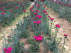 -松山湖梦幻百花洲