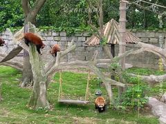 -上海野生动物园