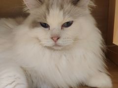 -滚猫咖啡·猫咖·猫友好撸猫(未来城店)
