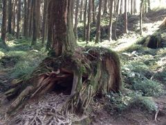-阿里山神木遗迹