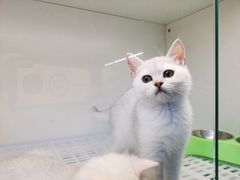 -lincat·猫舍(广州店)