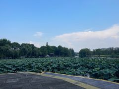 -鲁镇