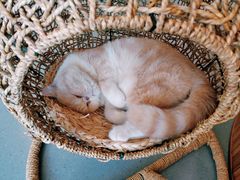 -飞行喵MR PILOT|猫舍·猫咖(静安大融城店)